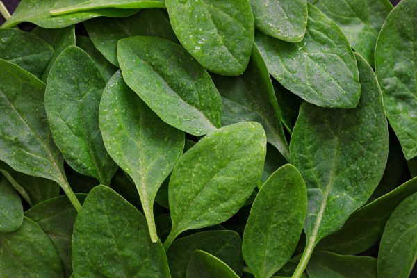 Spinach (Palak)
